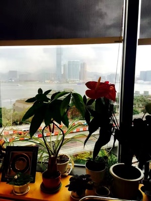 香港公司的若干问题